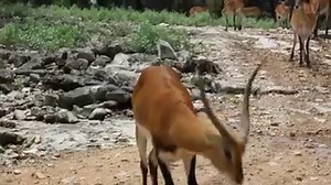 3.3K views · 286 reactions | The Red Lechwe is endangered, but thriving here in the U.S. Thanks to our members, there are almost 5000 in Texas! | Exotic Wildlife Association | Facebook