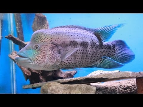Wolf Cichlid Update Video - Parachromis Dovii