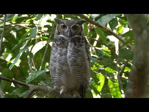 Great Horned Owl Sound.