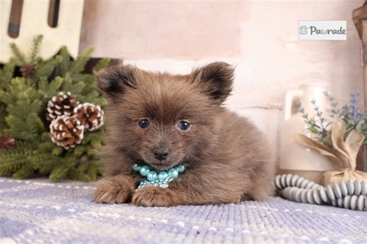 Tyra - Pomeranian Puppy 2080C1