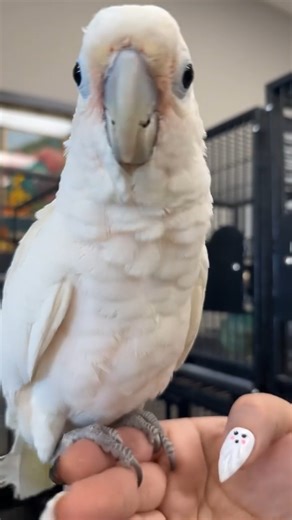 Macaw Parrots For Sale on Instagram: "Looking for a quirky, silly lovable personality in a bird?… well let me introduce you to this sweet girl, she’s a Goffin Cockatoo and is the silliest sweetest can be! Come take her home. #moluccancockatoo #parrot #cockatoo #BirdLovers #quaker #cockatiel #scarletmacaw #exoticbirds #umbrellacockatoo #sunconure #cockatoosofinstagram #yourparrot #aviary"