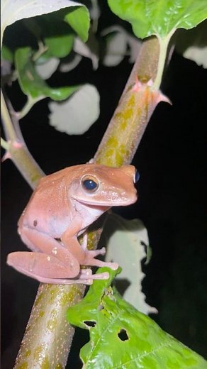 Funny frog jumps that you can't stop laughing at
