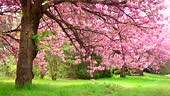Beautiful pink spring flowers, branch 4K. Static shot. Flowering,...