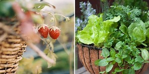 Fruits, Veggies and Herbs You Can Grow in Baskets