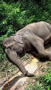 "Elephant attacked by 4 pythons in the forest | Shocking wildlife rescue | Forest officers in action"#ElephantAttack #PythonAttack #WildlifeRescue #ForestRangers #AnimalRescue #Wildlife #Nature #jungle | MGTC Farming