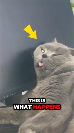 Sleepy Cat Napping 😴🐾 #cat #catshorts #catlovers