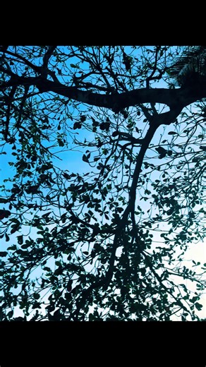 #nature