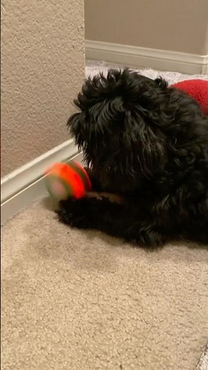 This Toy Has My Dog Obsessed for 3 Years #dogtoys #petfavorite