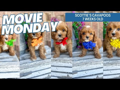 Scottie's Cavapoos 7 weeks