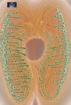 “3D Medical Animation: Male Reproductive System | LS3D”