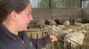 Wahoo! Sheep Sheering today and tomorrow at Forge Mill Farm!!! Come and learn all about ‘Wonderful Wool’ and help us make a giant felt crown for a new king￼ 👑👑👑 Open 10 am till 4 pm, last entry 3 pm Forge Mill Farm, Forge Lane, B71 3SZ￼ | Sandwell Valley Country Park