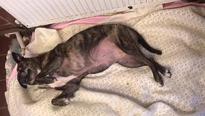 BLUEBELL NEEDS A HOME - LIVERPOOL Bluebell has spent nearly all of her life at the Liverpool centre but we haven't given up hope of finding her a loving retirement home. She is an 11 year old Staffordshire Bull Terrier who needs an adult only, pet free home. If you give Bluebell that chance she deserves, in time you will have the most amazing friend that will keep you thoroughly entertained! You can read more about her here: https://www.freshfields.org.uk/animals/bluebell/ | Freshfields Animal R