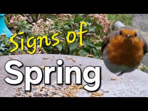 Signs of SPRING | February on the Plot. #blustardave