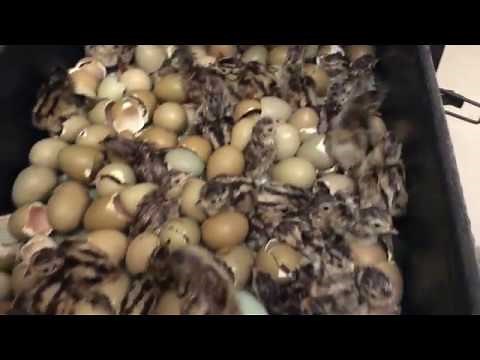 SHPF-Incubating Ringneck Pheasant Eggs- Ep. 1