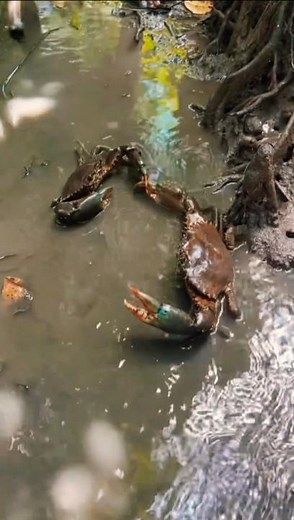 This is How You Catch Mud Crabs 🦀