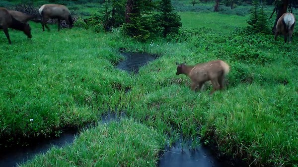 70K views · 1.9K reactions | Happy #WildlifeWednesday! Unwind this Wednesday with trail cam footage of elk calves playing during a light rainstorm earlier this summer. | Wyoming Game and Fish Department | Facebook