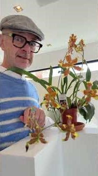 #shorts What is this orchid!!?? #orchid #orchids #oncidium