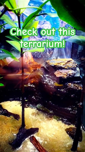 Terrarium with Fish