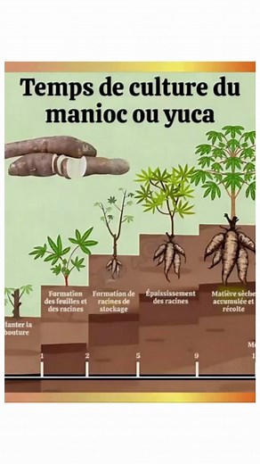 21K views · 147 reactions |  Cultiver le manioc : tout savoir sur...