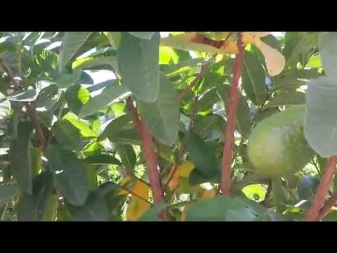Thai Guava