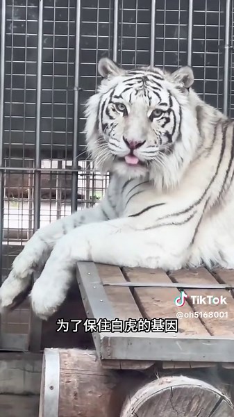 揭秘白虎的近亲繁殖之谜