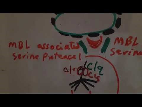 Mannose binding lectin complement pathway