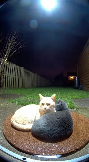 Cuddle Buddy #pet #petsoftiktok #fyp #love #couples