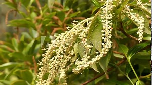 Clethra barbinervis is species of flowering plant in genus Clethra of family Clethraceae, native to far east, from eastern China, Korea, and Japan. Mature specimens have attractive peeling bark. Stock Video