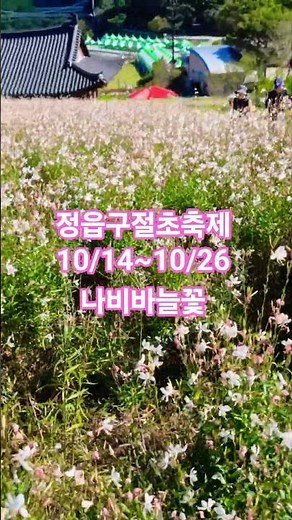 정읍구절초축제 #식물 #자연 #여행 #관광 #정읍구절초축제 #구절초 #구절초꽃 #정읍시 #산내면 #지역축제 #꽃백일홍 #코스모스