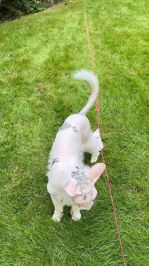 This toy was made for Leela! Thank you SwiftPaws for letting my cats test out the new CHASE kit! #gifted #sphynx #hairlesscat #pets #cattoys #catsofinstagram | Lindsey Kuzmin