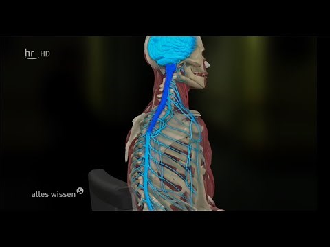 alles wissen(hr): Querschnittlähmung und Therapien