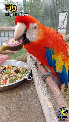 16K views · 294 reactions | 列 A-Z of Parrot-Safe Foods: Part 2! We’re back with more nutritious treats for your feathered friends! This week’s lineup: E-H : E is for F is for Fig G is for Grape H is for Hawthorn A varied diet is key to keeping parrots happy, healthy, and thriving! These are just a few of the many safe and nutritious options you can offer your parrot. ✨ Stay tuned for Part 3 next week! | World Parrot Trust | Facebook