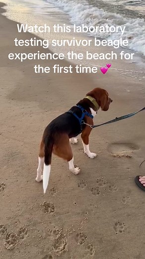 Laboratory Testing Survivor Beagle Experiences Beach for the First Time