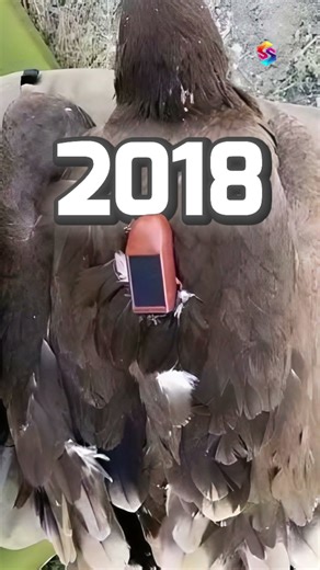 Eagle GPS Tracker Mystery!