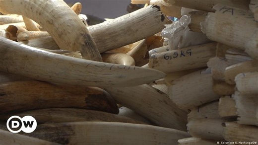 Zimbabwe wants to lift ban on ivory trade