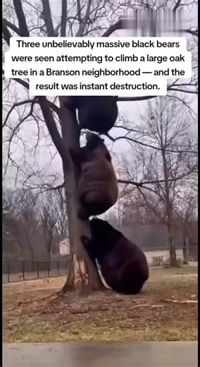 Witnesses said the tree began bending dramatically as the bears struggled upward, their weight causing branches to snap and the trunk to creak loudly. Within seconds, the base split and the entire tree crashed into the yard, sending debris flying in every direction.No injuries were reported, but neighbors described the moment as “like watching a slow-motion disaster.”Officials have not commented on how the bears became so large.