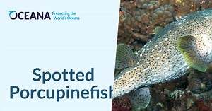 Spotted Porcupinefish | Oceana