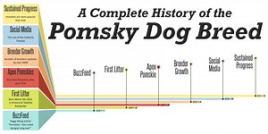 A Complete History of the Pomsky Dog Breed - Pomsky Central