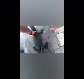 Florida deputy uses bare hands to wrangle alligator from pool