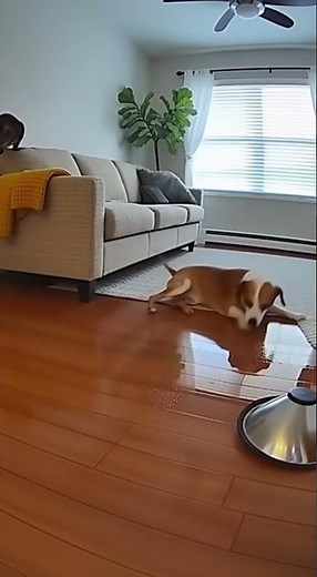 Sleepwalking Dog vs Roomba 🌙😂