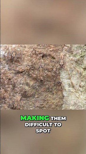 Huntsman Spiders: Masters of Camouflage Revealed! #shorts