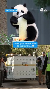 16 reactions · 3 comments | Tian Tian, 26; Mei Xiang, 25, and their youngest offspring, 3-year-old Xiao Qi Ji, will move to new homes in the China Wildlife Conservation Association. Tian Tian and Mei Xiang were born in China; Xiao Qi Ji was born at the zoo, along with three older surviving siblings who have already moved to China. | NBC New York | Facebook