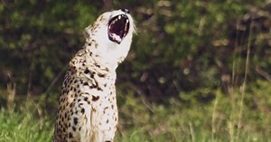 A Wilder View: Laughter among animals