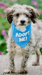 We got ourselves a real snuggly Poodle! 🐩 ADOPT or FOSTER: Violet Poodle 🎀 Poodle mix | female | approx. 10 y/o | 20 lbs⁠ LINK IN BIO This lover of all treats is our sweet Violet Poodle. She is super chill, likes to explore, enjoys delicious treats, and sure loves a good snuggle and a belly rub! Want to give this cutie a home? Follow our LINK IN BIO to fill out an adoption questionnaire for our sweet Violet Poodle. POMDR is located in Pacific Grove, CA. #poddle #seniorpoodle #rescuedog #adoptd