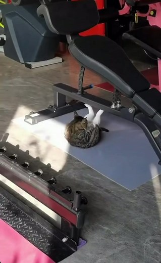 Cat Doing Sit Ups: Hilarious Exercise Compilation