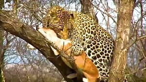 30 Times Big Dog Vs Big Cat, What Happens To The Dog   Wild Animals
