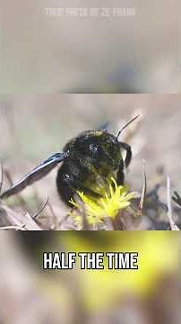 like styrofoam noodles on christmas morning