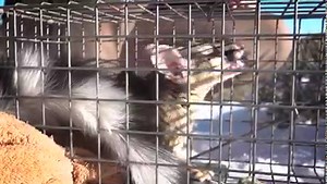 18K views · 597 reactions | Last week, our southern Utah biologists...