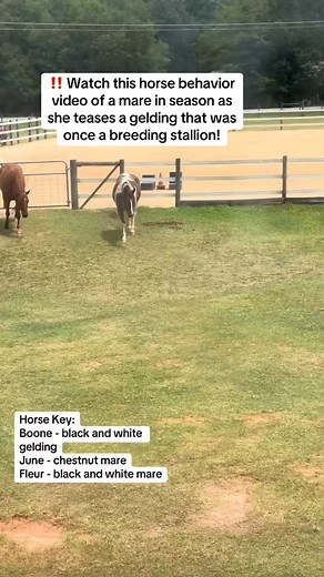 1.4K views · 823 reactions | ❗️Watch this horse behavior video of a mare in season as she teases a gelding that was once a breeding stallion! #learnabouthorses #horse #americandreamfarm #horsebehaviour #horsebehavior | American Dream Farm - Monique Smith | Facebook