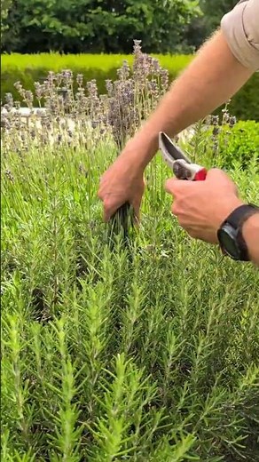 How to prune Lavender🪻